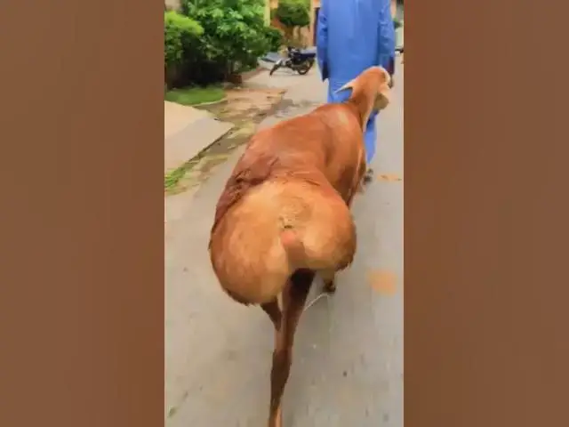 Video thumbnail for dedicated to x #love #pakistan #goat