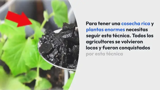 'Video thumbnail for Ha conquistado a millones de agricultores, produce plantas enormes: las ha extendido por el suelo'