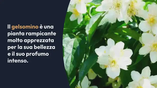 Video thumbnail for Tutti pazzi per il gelsomino: ecco dove posizionare questa pianta super profumata