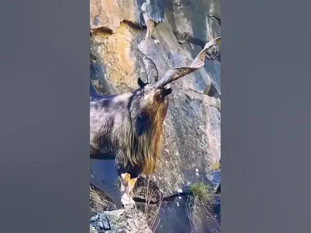 Video thumbnail for Markhor