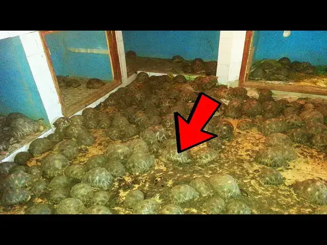 Video thumbnail for Police are called to investigate the smell of a house. When they enter, they see the ground moving!