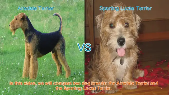 Video thumbnail for Airedale Terrier vs. Sporting Lucas Terrier: Breed Comparison