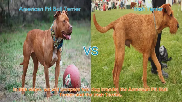 Video thumbnail for American Pit Bull Terrier vs. Irish Terrier: A Breed Comparison