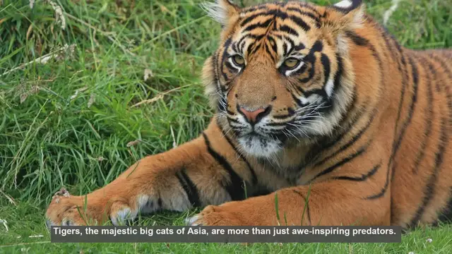 Video thumbnail for 10 Ways Tigers Boost Biodiversity: Nature's Ecosystem Engineers