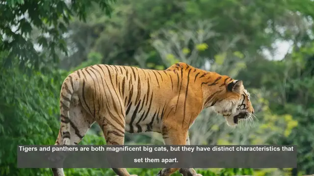 Video thumbnail for 10 Key Differences Between Tigers and Panthers