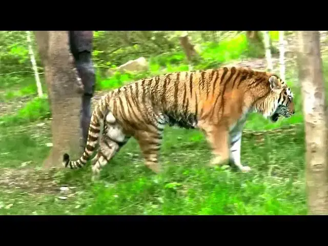 Video thumbnail for How Tigers Respond to Forest Fires and Deforestation?