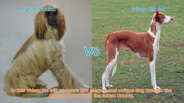 Video thumbnail for Comparing Afghan Hound and Ibizan Hound: Origins, Physical Traits, and Temperament