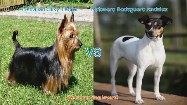 Video thumbnail for Comparing Australian Silky Terrier and Ratonero Bodeguero Andaluz: A Comprehensive Guide