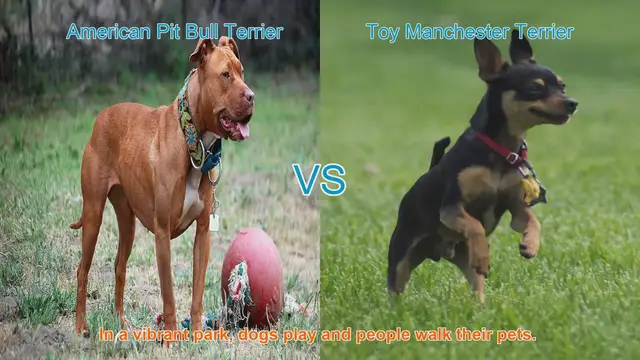 Video thumbnail for American Pit Bull Terrier VS Toy Manchester Terrier