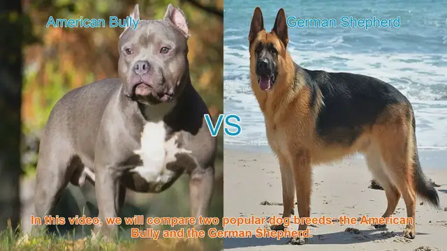 Video thumbnail for American Bully vs. German Shepherd: A Comprehensive Comparison
