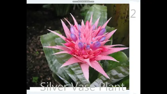 Video thumbnail for plants that look like snake plants