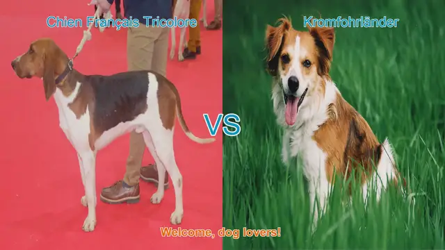 Video thumbnail for Chien Français Tricolore vs. Kromfohrländer: A Comprehensive Comparison