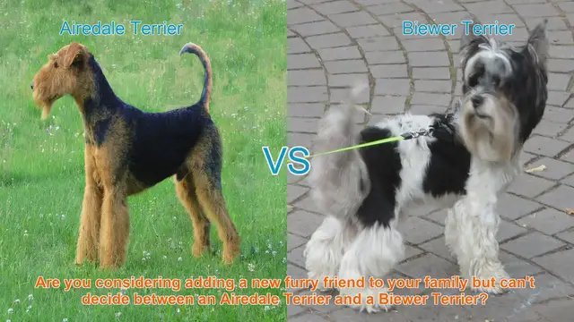 Video thumbnail for Airedale Terrier vs. Biewer Terrier: Choosing the Right Breed for Your Family