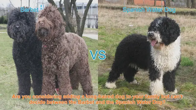 Video thumbnail for Barbet vs. Spanish Water Dog: A Comprehensive Breed Comparison