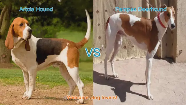 Video thumbnail for Artois Hound vs. Pampas Deerhound: A Comparison of Two Unique Dog Breeds