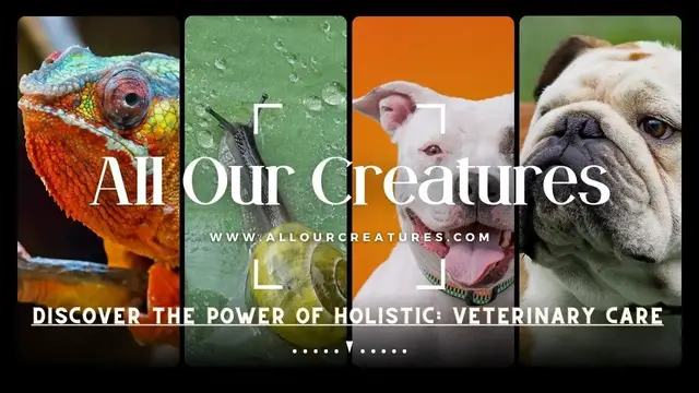 'Video thumbnail for Discover the Power of Holistic: Veterinary Care'