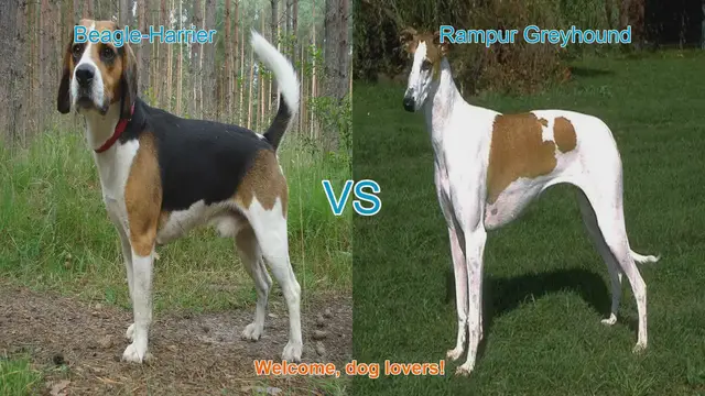 Video thumbnail for Beagle-Harrier vs. Rampur Greyhound: A Breed Comparison
