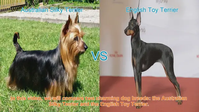 Video thumbnail for Comparing Australian Silky Terrier vs. English Toy Terrier: Breed Characteristics & Care