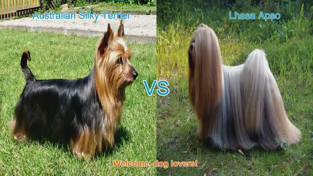 Video thumbnail for Comparing Australian Silky Terrier and Lhasa Apso: Origins, Appearances, and Temperaments