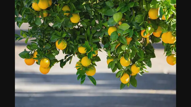 Video thumbnail for How To Grow Lemon Trees at Home