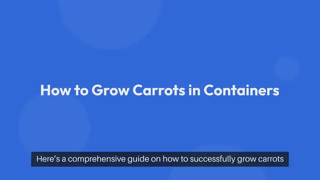 Video thumbnail for How to Grow Carrots in Containers