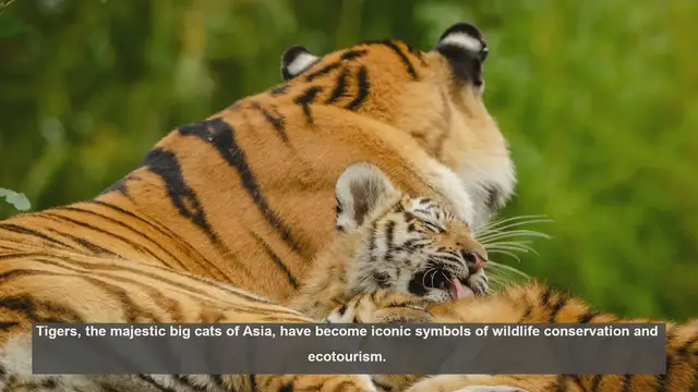 Video thumbnail for 10 Ways Tigers Boost Ecotourism and Conservation