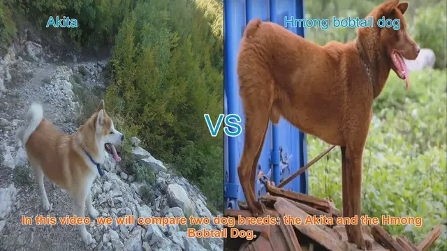 Video thumbnail for Akita vs. Hmong Bobtail Dog: A Comprehensive Comparison