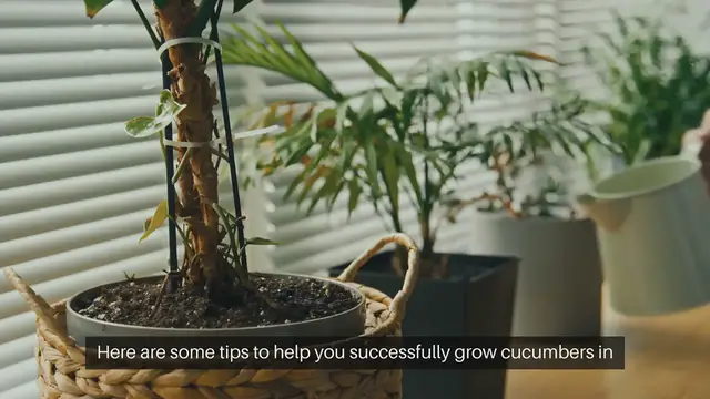 Video thumbnail for Tips for Growing Cucumbers in Containers
