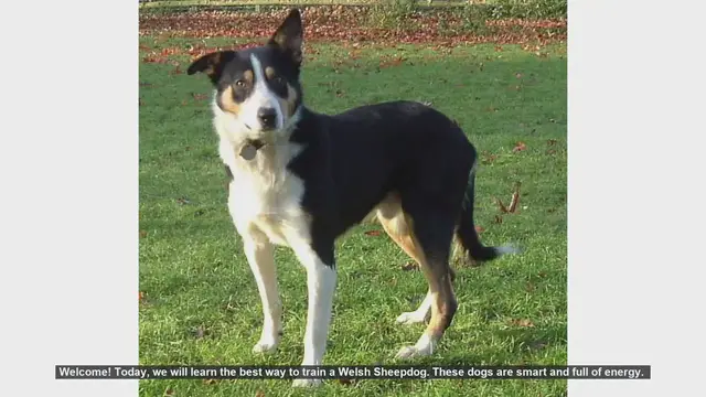 Video thumbnail for How to Train Your Welsh Sheepdog: Tips and Techniques