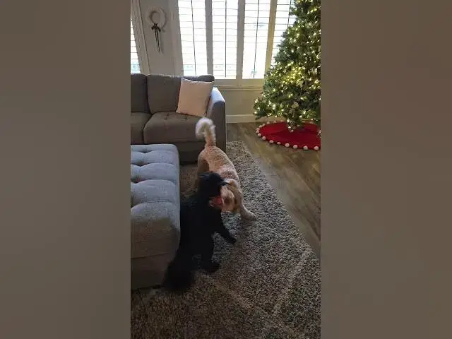Video thumbnail for cute  dogs