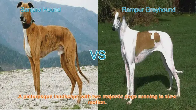 Video thumbnail for Banjara Hound vs. Rampur Greyhound: A Comprehensive Comparison