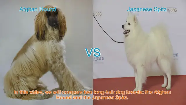 Video thumbnail for Afghan Hound vs. Japanese Spitz: A Comparison of Two Long-Hair Dog Breeds