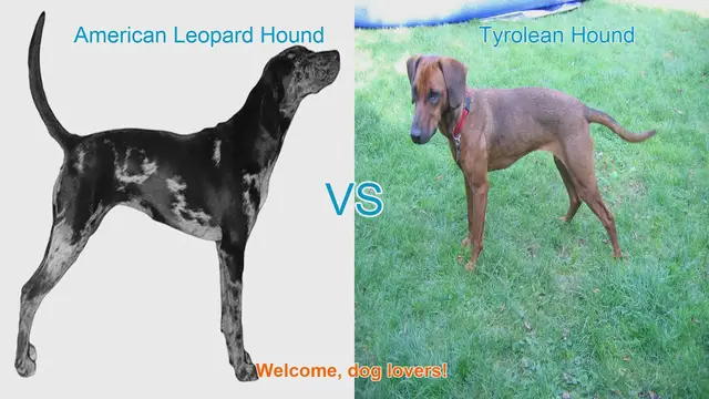 Video thumbnail for American Leopard Hound vs. Tyrolean Hound: A Comprehensive Comparison