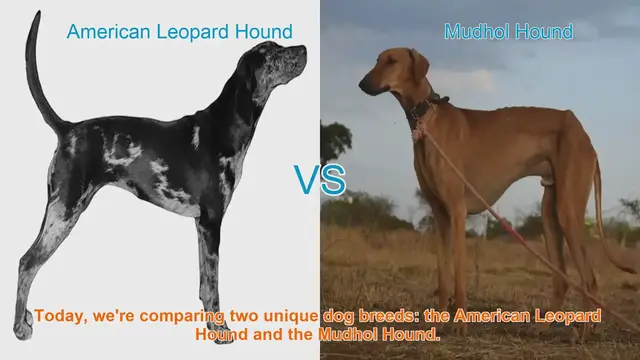 Video thumbnail for American Leopard Hound vs. Mudhol Hound: A Comparison