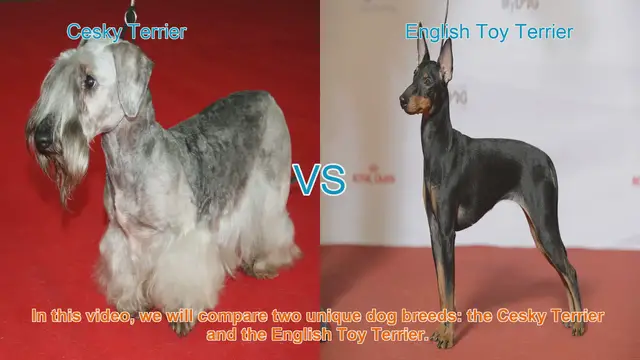 Video thumbnail for Cesky Terrier vs. English Toy Terrier: A Breed Comparison