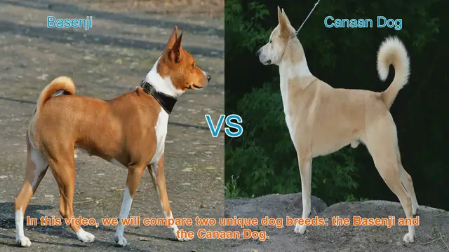 Video thumbnail for Basenji vs. Canaan Dog: A Comparative Guide