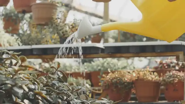 Video thumbnail for Weed control in lawns