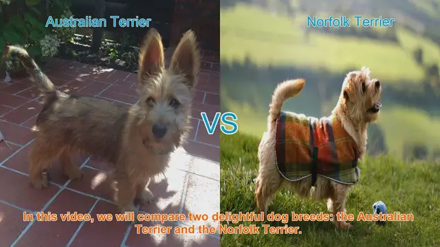 Video thumbnail for Australian Terrier vs. Norfolk Terrier: A Delightful Breed Comparison