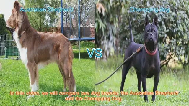 Video thumbnail for Australian Shepherd vs. Chongqing Dog: A Comprehensive Comparison