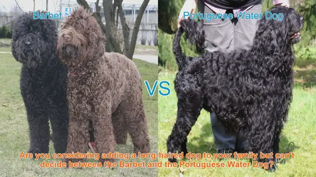Video thumbnail for Barbet vs. Portuguese Water Dog: A Comprehensive Breed Comparison