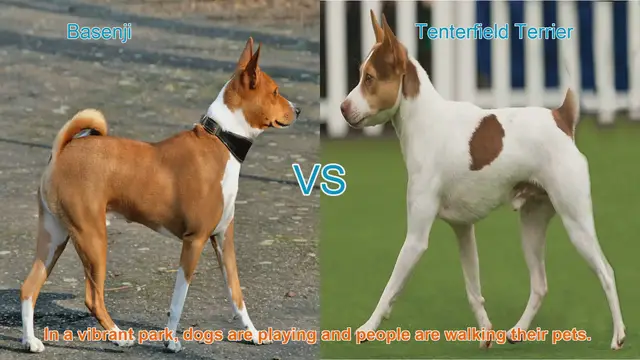 Video thumbnail for Basenji vs. Tenterfield Terrier: A Breed Comparison