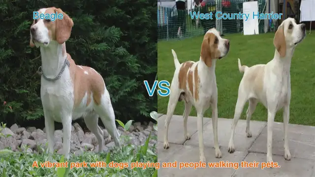 Video thumbnail for Beagle vs. West Country Harrier: A Comparison of Beloved Dog Breeds