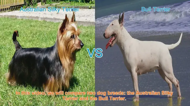 Video thumbnail for Comparing Australian Silky Terrier and Bull Terrier: A Comprehensive Guide