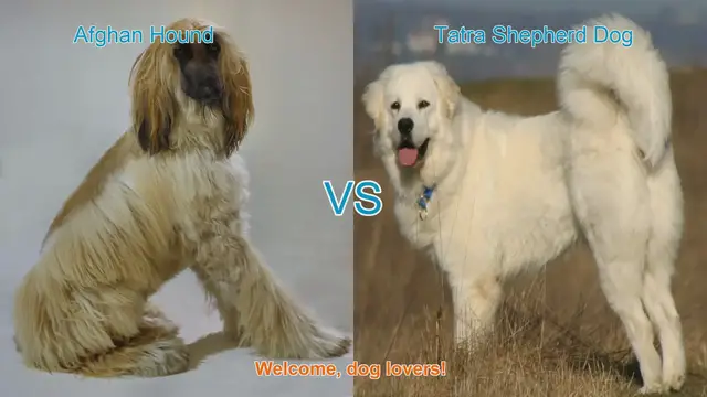Video thumbnail for Afghan Hound vs. Tatra Shepherd Dog: A Comparison of Long-Haired Breeds