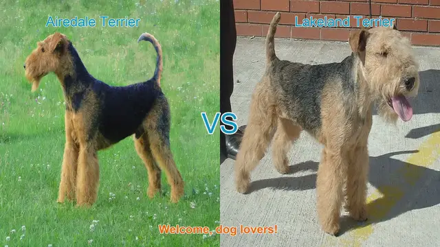 Video thumbnail for Airedale Terrier vs. Lakeland Terrier: A Terrier Showdown