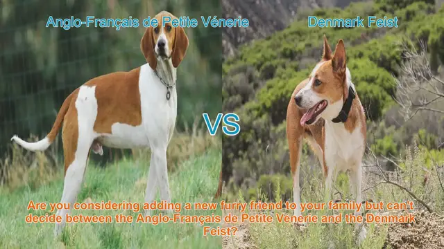 Video thumbnail for Comparing Anglo-Français de Petite Vénerie and Denmark Feist: A Comprehensive Guide