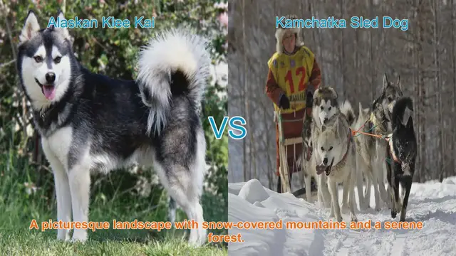Video thumbnail for Alaskan Klee Kai VS Kamchatka Sled Dog