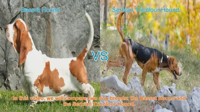 Video thumbnail for Basset Hound vs. Serbian Tricolour Hound: A Comprehensive Comparison