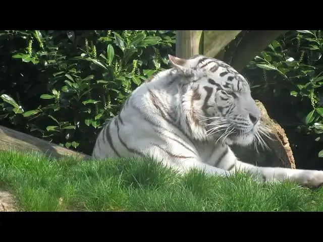 Video thumbnail for How Tigers Maintain Ecological Balance in Mountainous Regions?