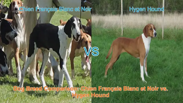 Video thumbnail for Dog Breed Comparison: Chien Français Blanc et Noir vs. Hygen Hound
